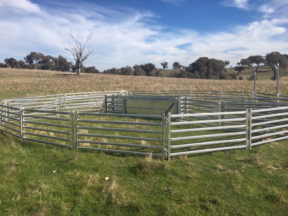 Sheep Products