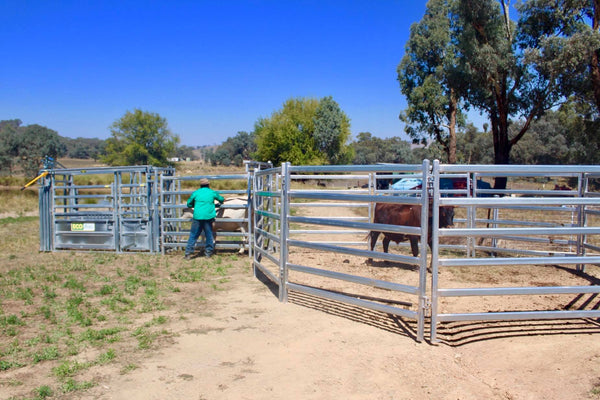 2.1m Heavy Duty Cattle Panel